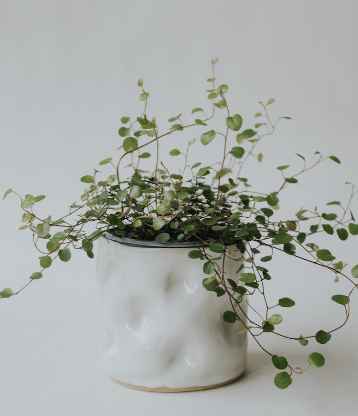 Botz Pro Opalweiße Steinzeugglasur (9301)